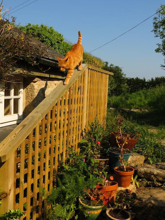 Borea Barn Vegetarian B&B St Ives Kültér fotó