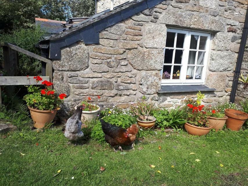 Borea Barn Vegetarian B&B St Ives Kültér fotó